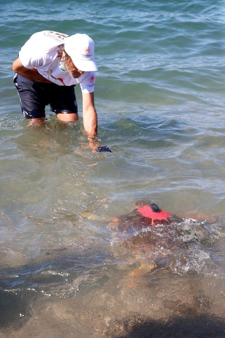 Uydu takip cihazı takılan 2 caretta caretta denize salındı G1