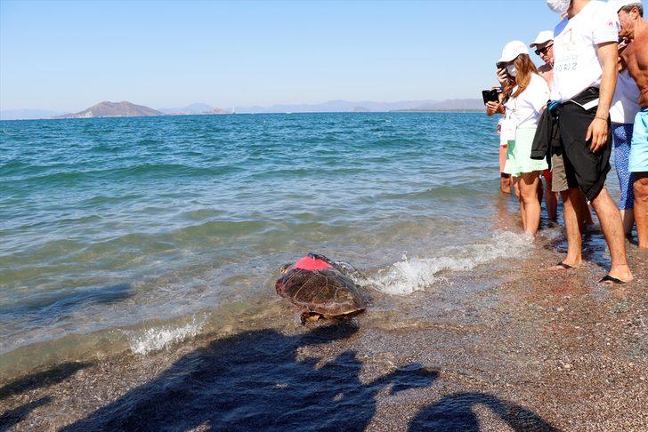 Uydu takip cihazı takılan 2 caretta caretta denize salındı G3