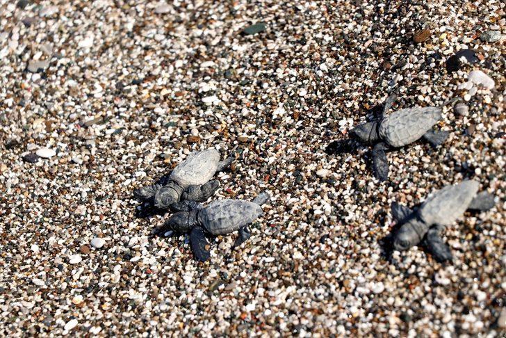 Uydu takip cihazı takılan 2 caretta caretta denize salındı G4