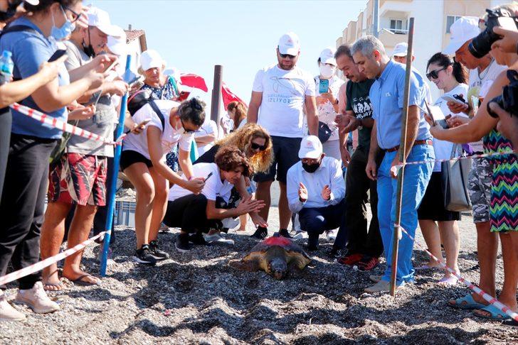Uydu takip cihazı takılan 2 caretta caretta denize salındı G5