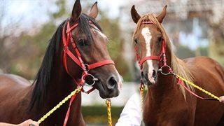 TİGEM'e ait 14 at satışa çıkarıldı! Dudak uçuklatan fiyat