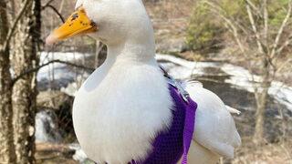 Fenomen ördek Munchkin'in aylık kazancı dudak uçuklatıyor