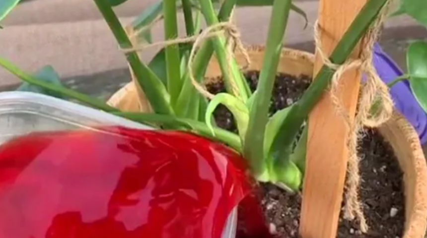 Trend alarmı! Sosyal medyada regl kanıyla çiçek sulama akımı popüler oldu