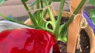 Trend alarmı! Sosyal medyada regl kanıyla çiçek sulama akımı popüler oldu