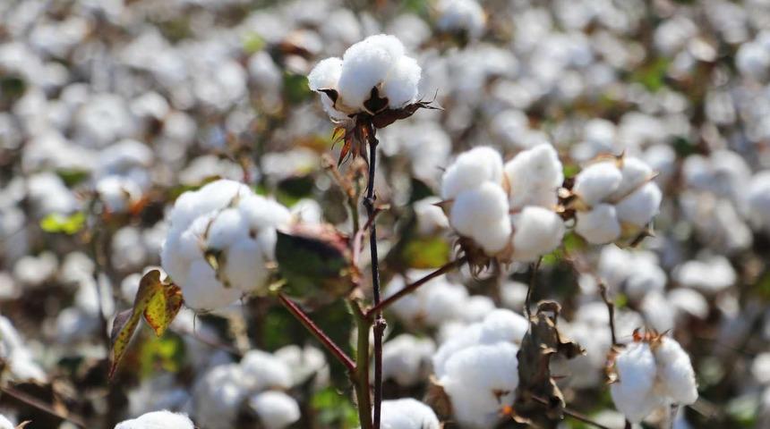 Sezonun ilk üzüm ve pamuğu borsada
