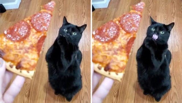 Sahibinin elindeki pizzayı gördü ve yalvarmaya başladı! Sevimli kedi bir anda sosyal medyada popüler oldu 1