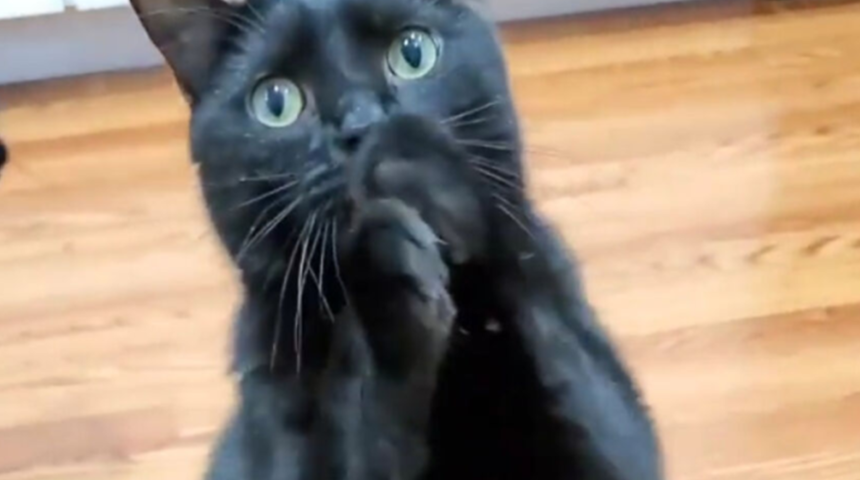 Sahibinin elindeki pizzayı gördü ve yalvarmaya başladı! Sevimli kedi bir anda sosyal medyada popüler oldu