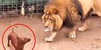 They left the lion and the dog in the same cage!  No one could believe what happened next.