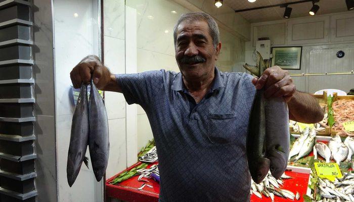 Lüfer bollaştı, fiyatı 100 liraya düştü! &quot;Bu balıklar müsilajın içerisine girmez&quot;