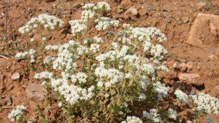 Mucize bitki kekikten ekonomiye 1 milyar lira katkı