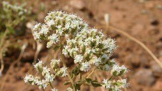 Kekik, binbir derde deva