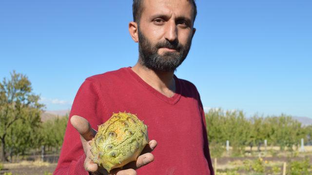 'Yetişmez' diyenlere inat bahçesinde Afrika kavunu yetiştirdi: Şevk kırıcı sözler duydum
