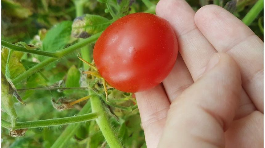 Brexit: İngiltere genetiği düzenlenmiş ürünlere yönelik kısıtlamaları gevşetecek