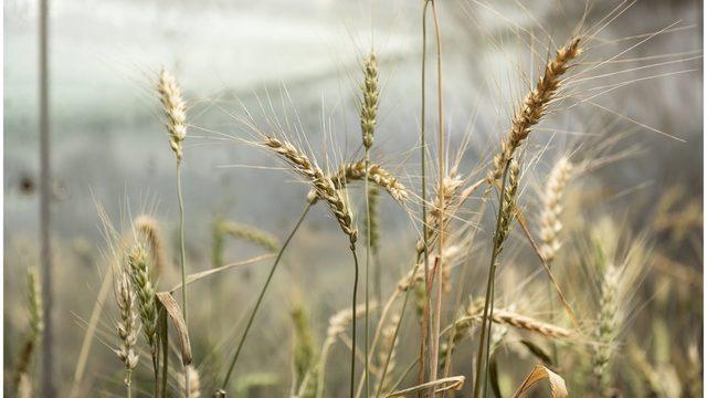 Genetiği düzenlenmiş buğday daha fazla ürün verilmesini sağlayabiliyor