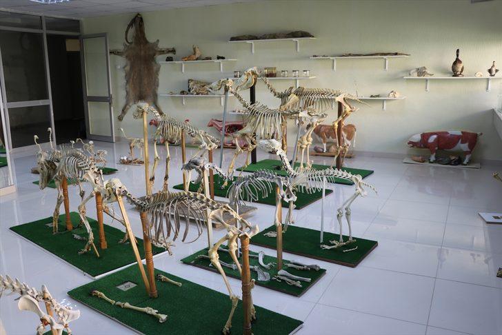 Fırat Üniversitesi Hayvan Anatomi Müzesi yeni materyallerle zenginleştirildi G1