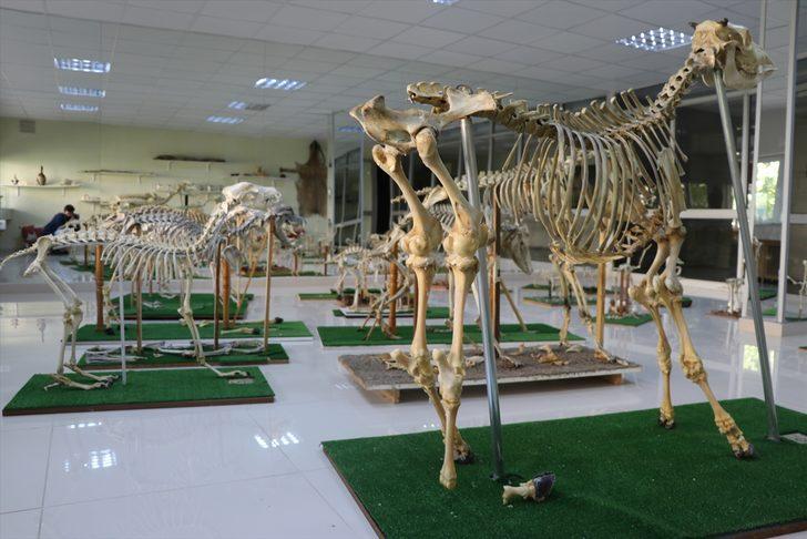 Fırat Üniversitesi Hayvan Anatomi Müzesi yeni materyallerle zenginleştirildi G2
