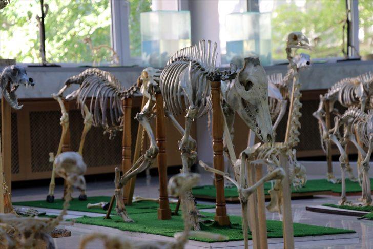 Fırat Üniversitesi Hayvan Anatomi Müzesi yeni materyallerle zenginleştirildi G3