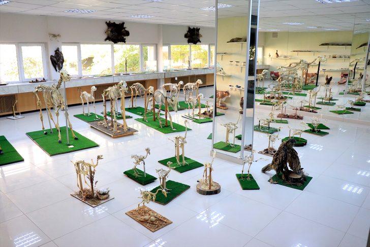 Fırat Üniversitesi Hayvan Anatomi Müzesi yeni materyallerle zenginleştirildi G4