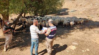 Adıyaman'da kaybolan koyun sürüsü drone ile bulundu