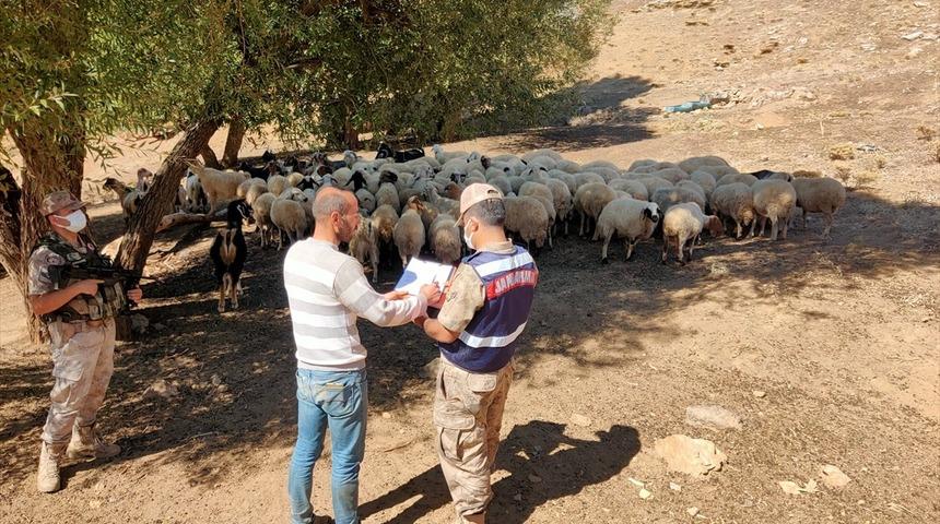 Adıyaman'da kaybolan koyun sürüsü drone ile bulundu