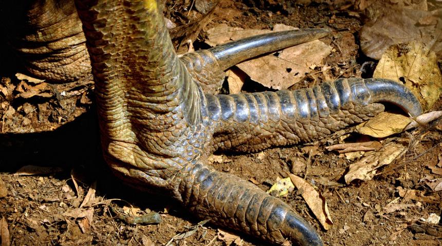 Dünyanın en tehlikeli kuşu! Pençeleri ölümcül bir silah bir darbesiyle iç organlarınızı parçalayabilir