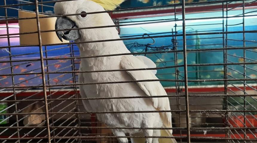 35 yıldır aynı cadde üzerinde duran papağan, yaşıyla şaşkına çeviriyor