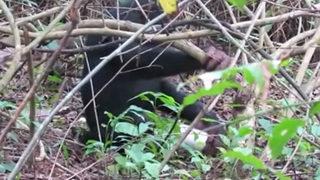 Dünyada ilk! Şempanze 'seks oyuncağı' ile mastürbasyon yaptı