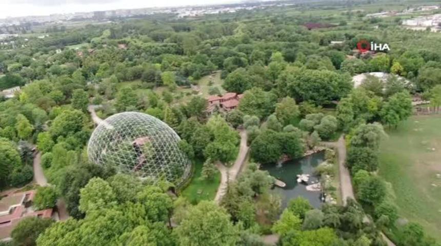 Leopara Almanya'dan eş geldi