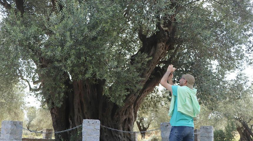 D&uuml;nyanın meyve veren en yaşlı zeytin ağacı! Hz. Meryem'in diktiğine inanılıyor