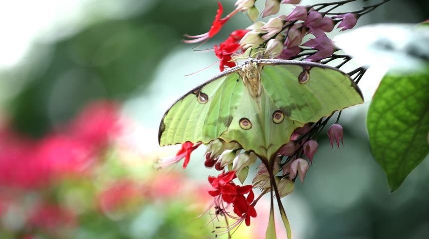 Konya'daki kelebek bahçesinin yeni üyesi, bir haftalık ömrünü beslenmeden tamamlıyor