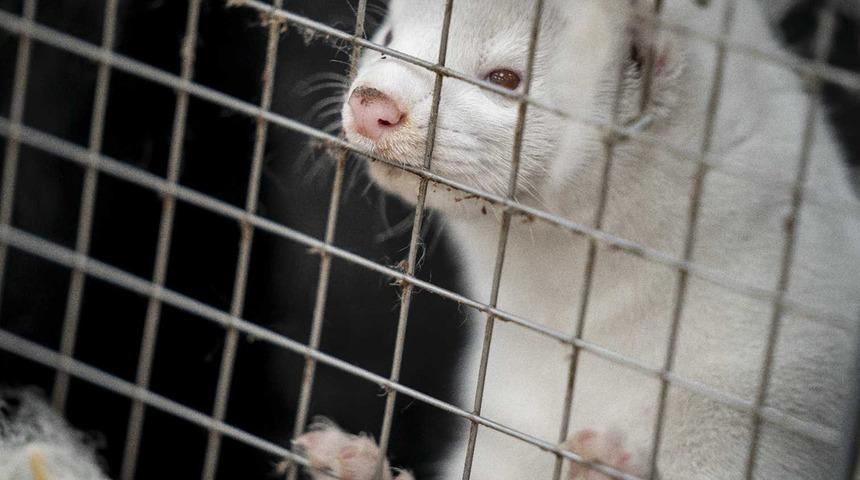 Finlandiya’da vizonlar Covid-19’a karşı aşılanacak