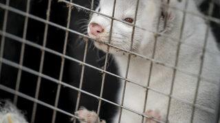 Finlandiya’da vizonlar Covid-19’a karşı aşılanacak