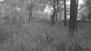 Dünyada genetiği bozulmamış tek saf ırk Türkiye’de