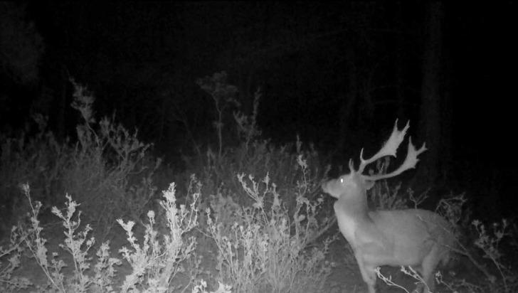 Dünyada genetiği bozulmamış tek saf ırk Türkiye’de G1