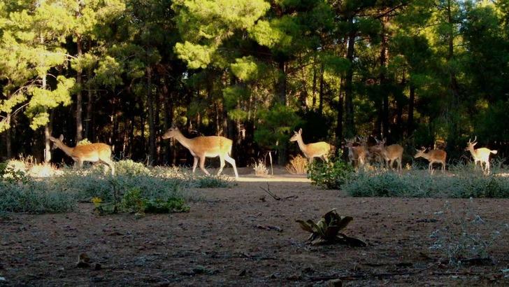 Dünyada genetiği bozulmamış tek saf ırk Türkiye’de G3