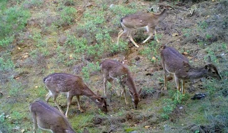 Dünyada genetiği bozulmamış tek saf ırk Türkiye’de G4