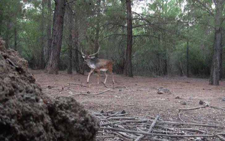Dünyada genetiği bozulmamış tek saf ırk Türkiye’de G5
