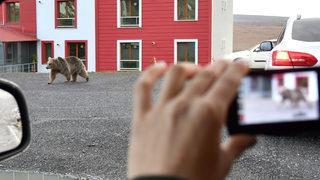 Şehrin göbeğinde ilginç görüntüler! Gören telefonuna sarıldı