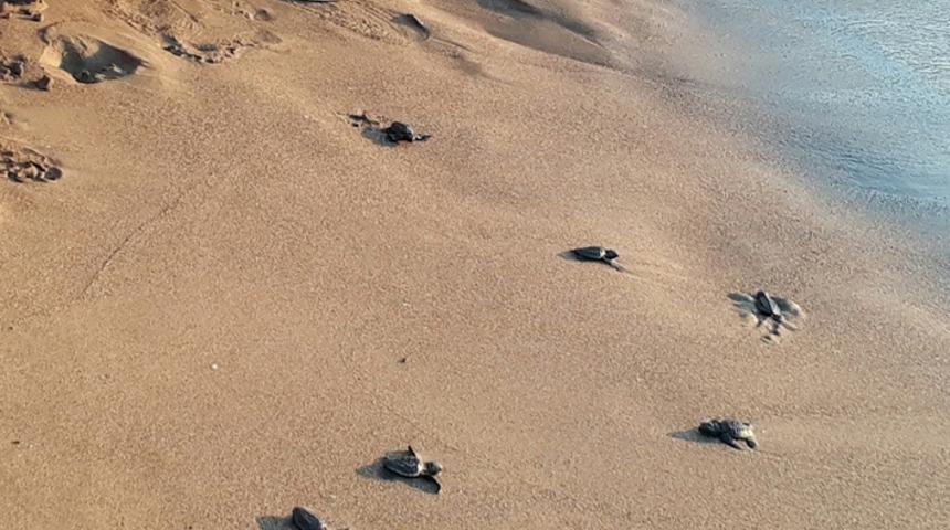 Rekor sayı! Caretta carettaların oluşturduğu 735 yuvalama alanından çıkan yavrular şoke etti