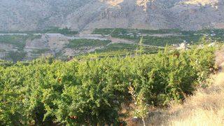 Kuraklıktan etkilenmeyen tek meyve! Ülke ekonomisine 40 milyon TL gelir sağlayacak