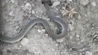 Bahçesinde gördüğü yılanla sohbeti şaşkına çevirdi: Hahh deli hah sığamadın deliğe