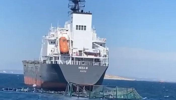 Muğla'da akılalmaz kaza! Gemi, havuza çarptı, 1 milyon balık denize kaçtı