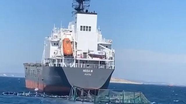 Muğla'da akılalmaz kaza! Gemi, havuza çarptı, 1 milyon balık denize kaçtı