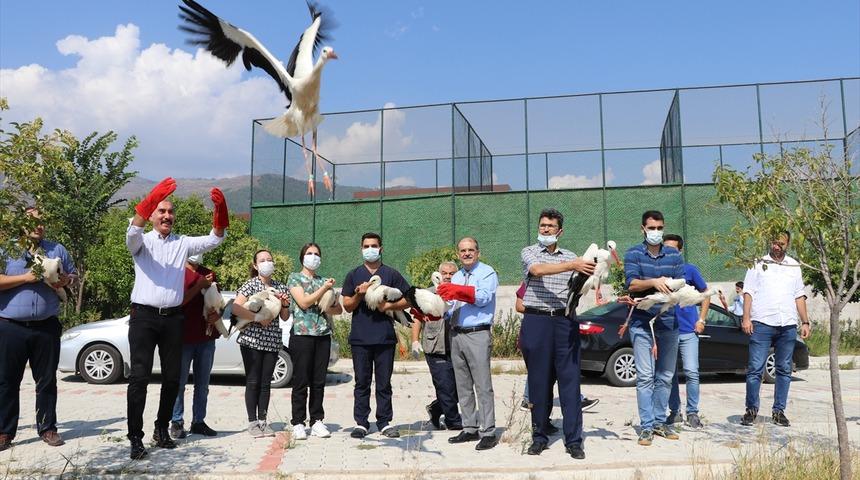 Hatay'da tedavi edilen 12 yabani hayvan doğaya salındı