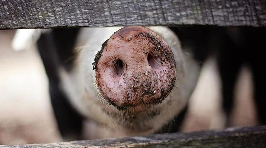 İngiltere'de bir kriz daha! Birkaç hafta kaldı, binlercesi itlaf edilebilir