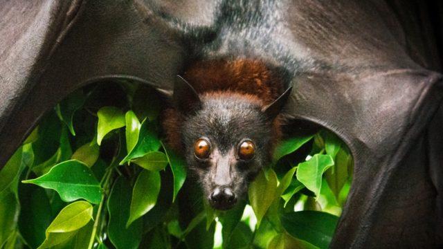 Bir bir yok oluyorlar! ABD’de 23 canlı türünün nesli tükendi