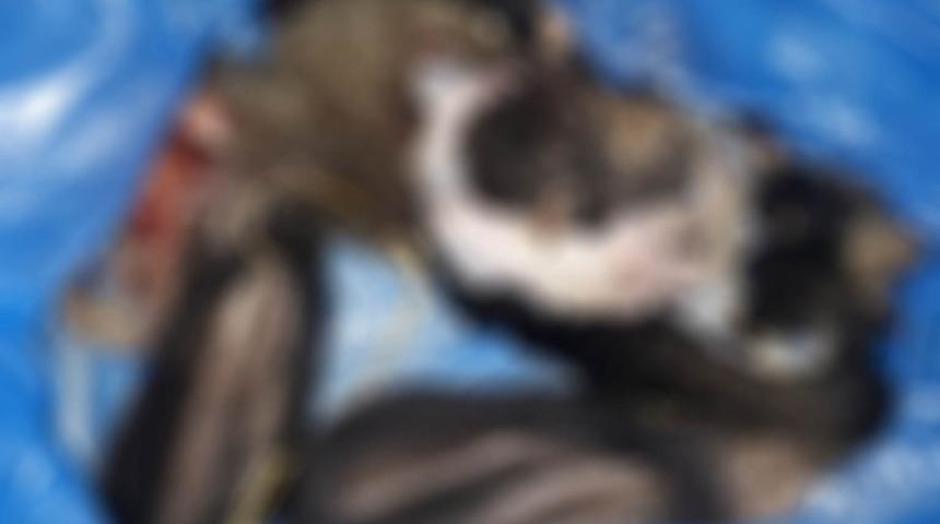 Kuşadası'nda vahşet! Öldürdükleri 4 yavru köpekten 1'inin derisini yüzdüler