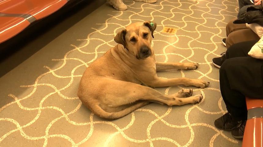 Artık tüm İstanbul onu tanıyor! Boji'nin inanılmaz yolculuğu: Bir günde 29 durak, 30 kilometre