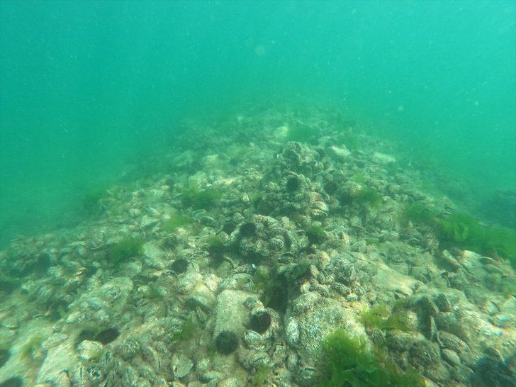 Marmara Denizi'nde mimari bloklar yüklü gemi batığı keşfedildi G2