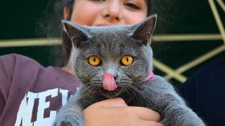 Patifest renkli görüntülere sahne oldu